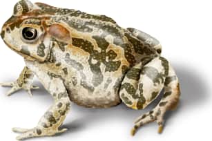Great Plains Toad