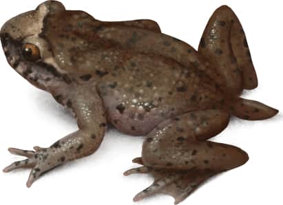 Coastal Tailed Frog