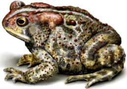 American Toad