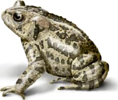 Canadian Toad