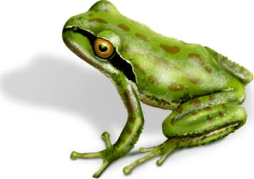 Pacific Chorus Frog