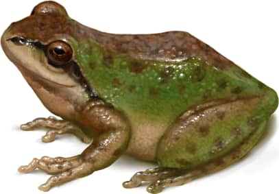 Pacific Chorus Frog
