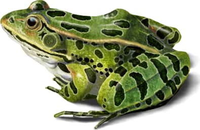 Northern Leopard Frog