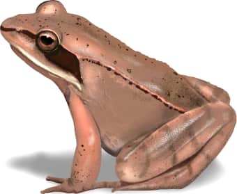 Wood Frog