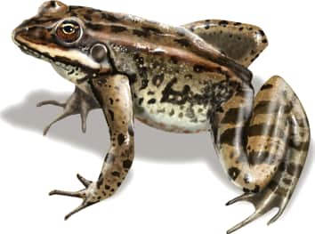 Columbia Spotted Frog