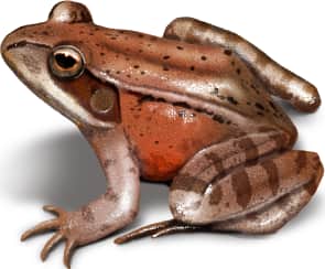 Northern Red-legged Frog