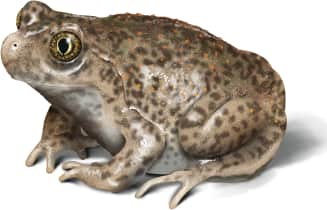 Plains Spadefoot