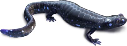 Blue-spotted Salamander