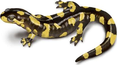 Tiger Salamander