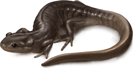 Jefferson Salamander