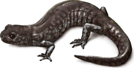 Mabee's Salamander