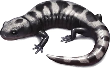 Marbled Salamander — Female Marbled Salamander