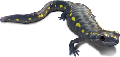Spotted Salamander