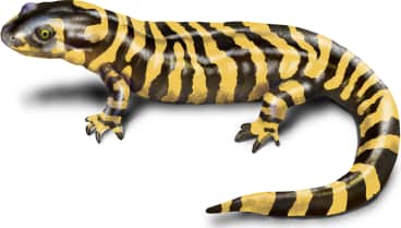 Barred Tiger Salamander