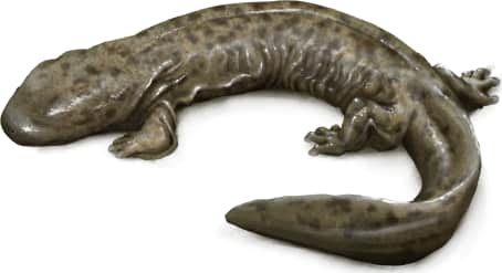 Hellbender