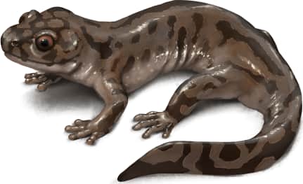 Coastal Giant Salamander