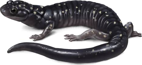 Klamath Black Salamander