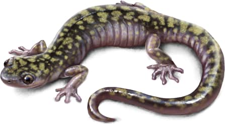 Green Salamander