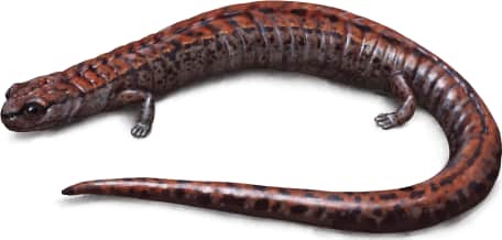 California Slender Salamander
