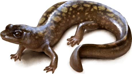 Central Shovel-nosed Salamander
