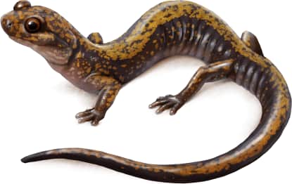 Dunn's Salamander