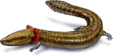 Common Mudpuppy