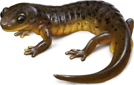 Cascade Torrent Salamander