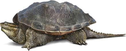 Common Snapping Turtle