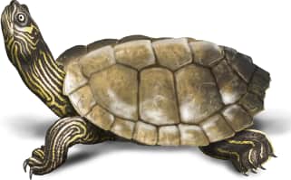 False Map Turtle