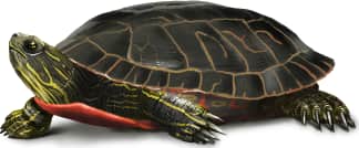 Painted Turtle