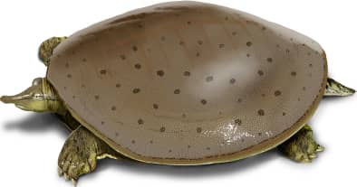 Smooth Softshell Turtle