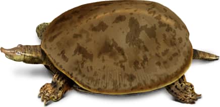 Spiny Softshell Turtle