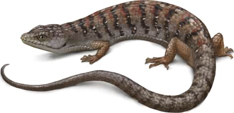 Southern Alligator Lizard