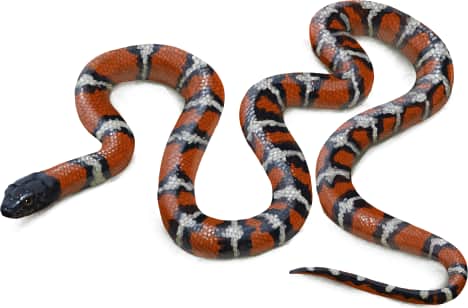 California Mountain Kingsnake