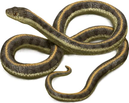 Aquatic Garter Snake