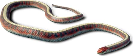Common Garter Snake