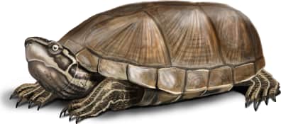 Eastern Musk Turtle