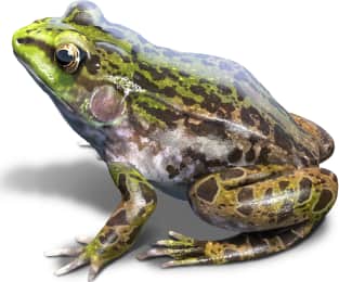Mink Frog