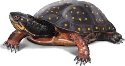 Spotted Turtle