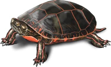 Painted Turtle — Midland Painted Turtle