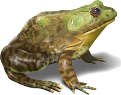 American Bullfrog