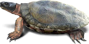 Wood Turtle