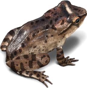 Rocky Mountain Tailed Frog