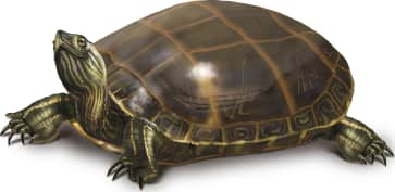 Painted Turtle — Eastern Painted Turtle