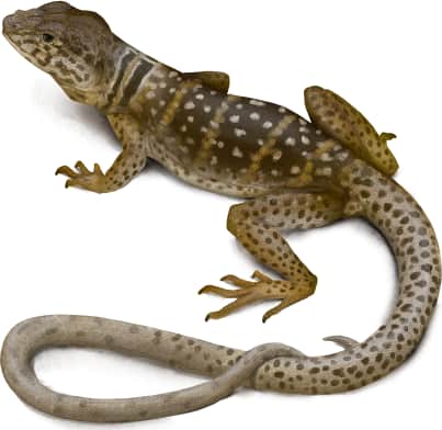 Desert Collared Lizard