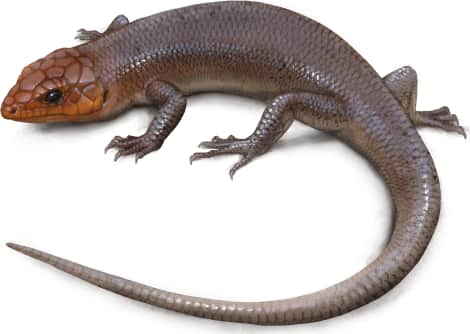 Broad-headed Skink