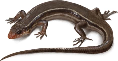 Common Five-lined Skink