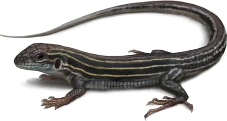 Six-lined Racerunner — Eastern Six-lined Racerunner Female