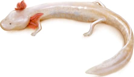 Cascade Caverns Salamander