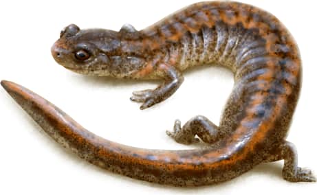 Webster's Salamander